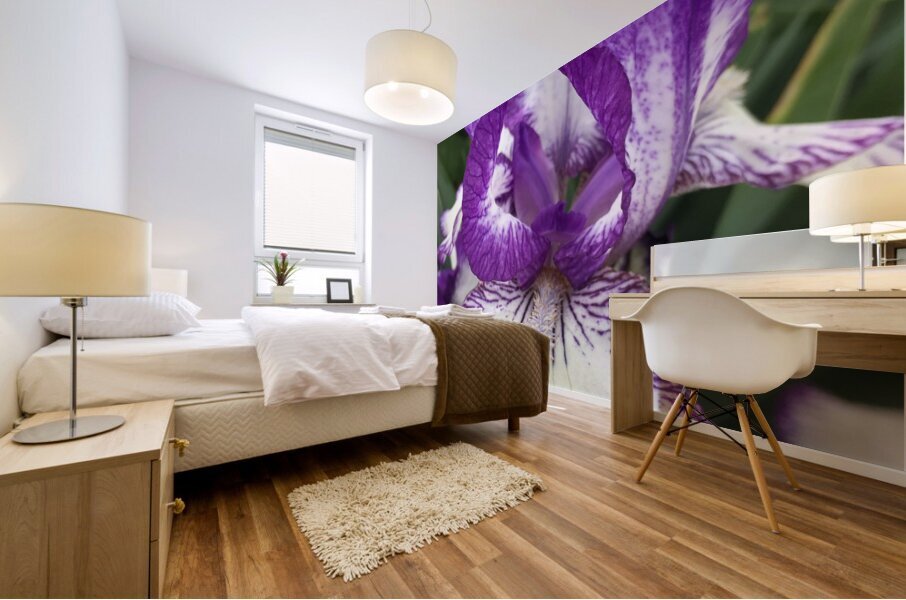 Puple Bearded Iris Mural print