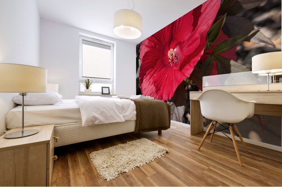 Hibiscus Acetosella Mural print