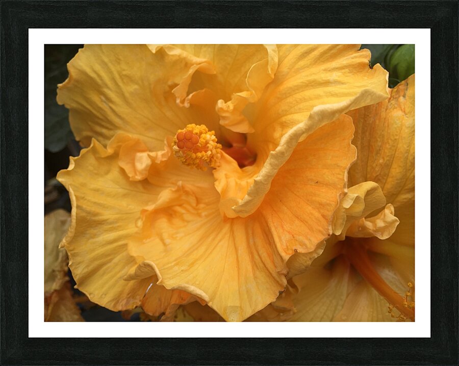 Golden Yellow Hibiscus Picture Frame Printing