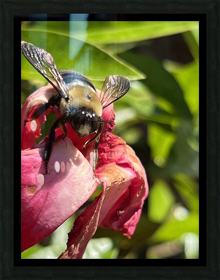 Bumble Bee Picture Frame Printing