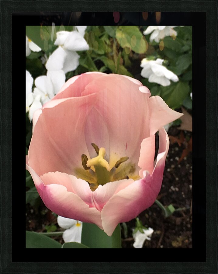 Tulip Picture Frame Printing