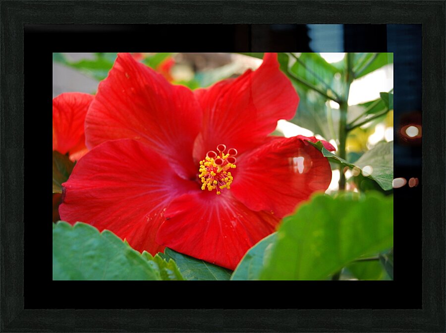 Red Hibiscus Picture Frame Printing