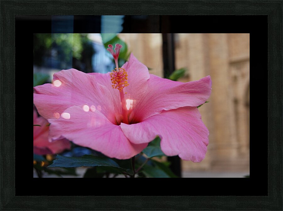 Lavender Hibiscus Picture Frame Printing