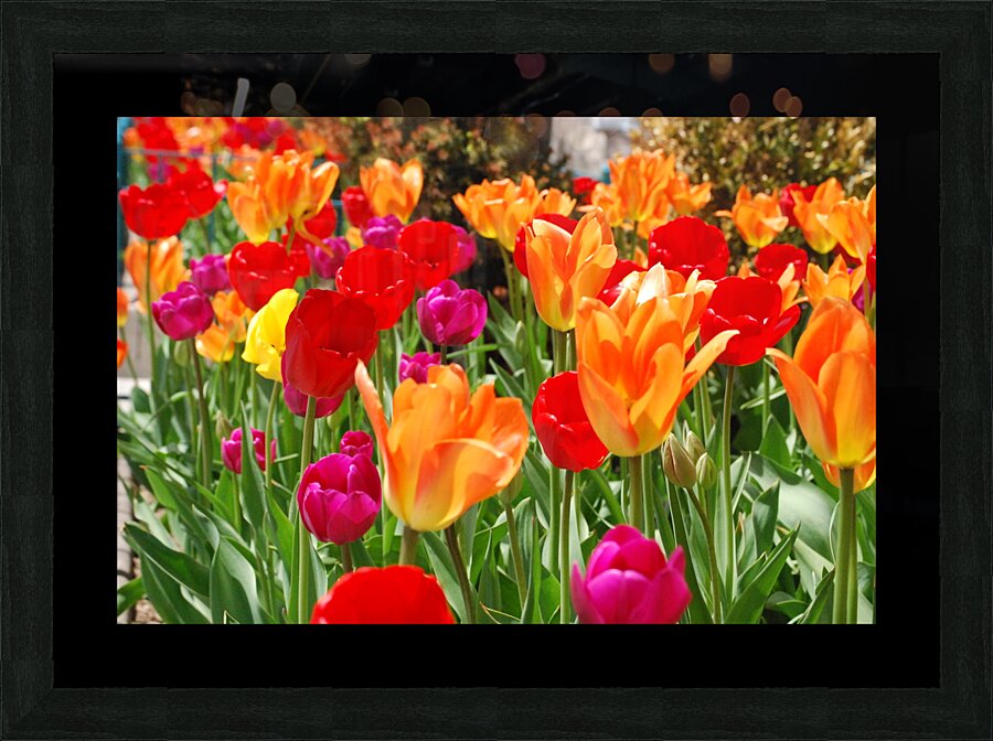 Tulips Picture Frame Printing