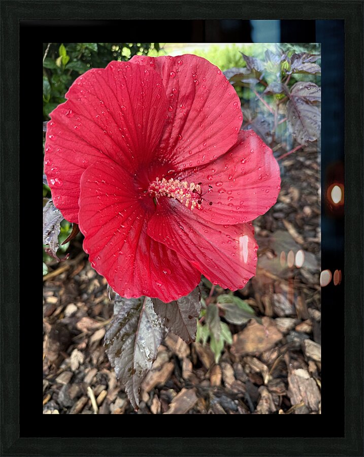 Red Hibiscus Picture Frame Printing