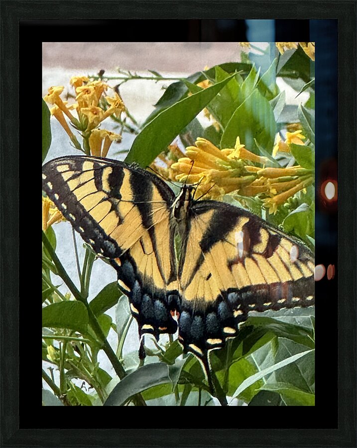 Eastern Tiger Swallowtail  Picture Frame Printing