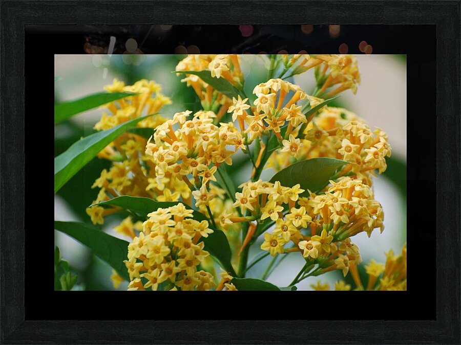 Orange Zest Cestrum Picture Frame Printing