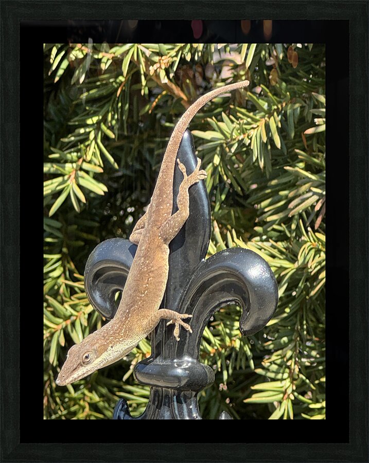 Green Anole Garden Lizard Picture Frame Printing