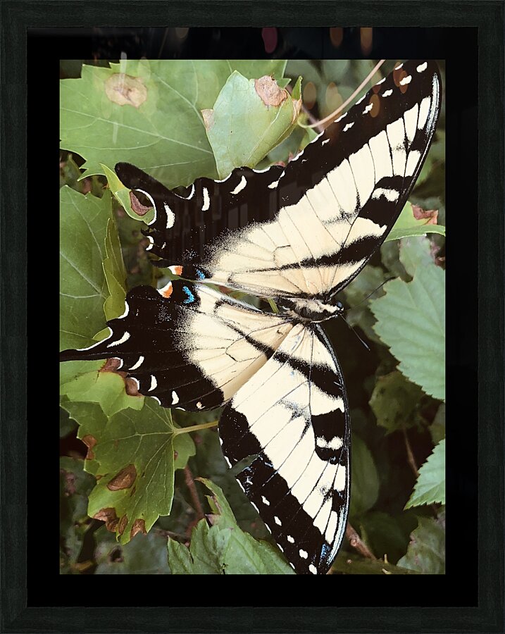 Eastern Tiger Swallowtail Picture Frame Printing