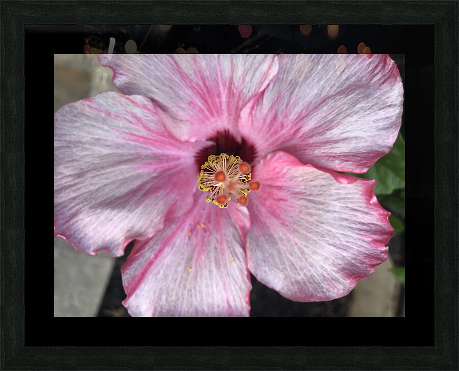Hibiscus Picture Frame Printing