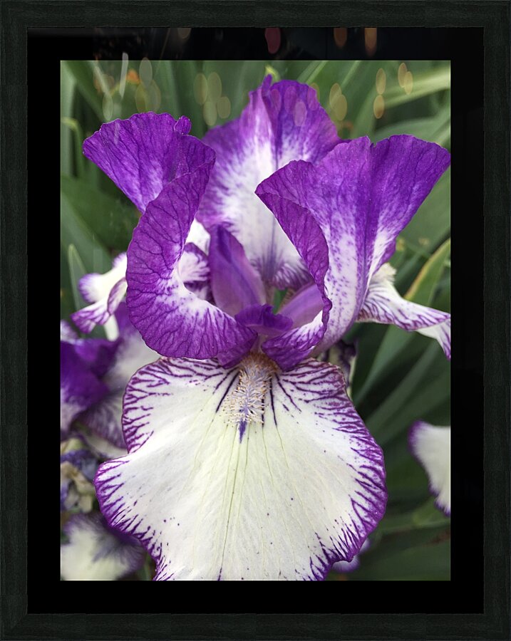 Puple Bearded Iris Picture Frame Printing