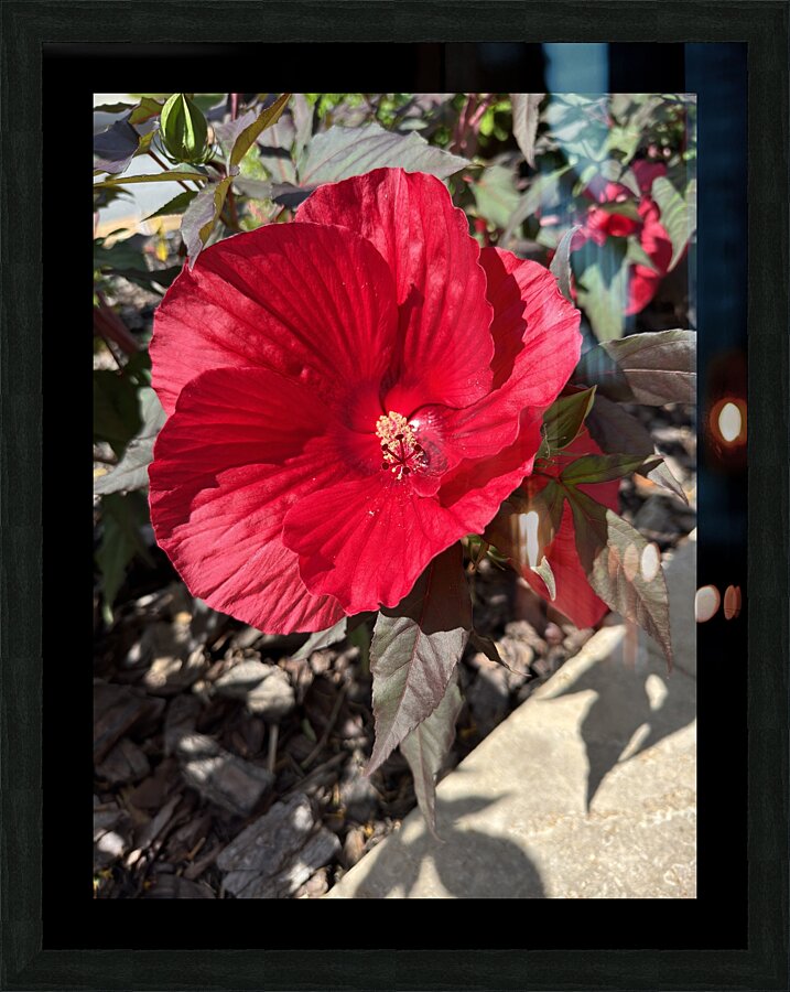 Hibiscus Acetosella Picture Frame Printing
