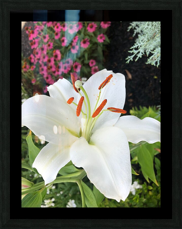 White Lily  Picture Frame Printing