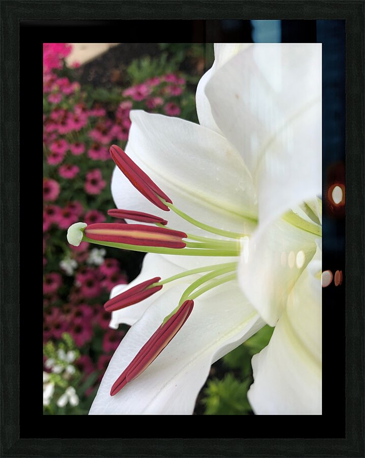 White Lily Picture Frame Printing