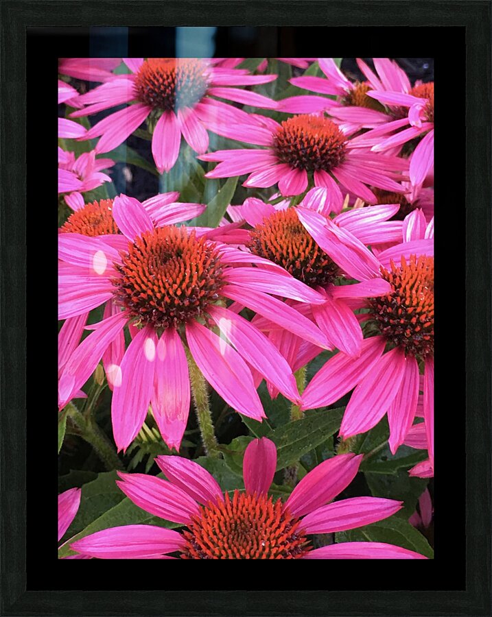 Echinacea Coneflower Picture Frame Printing
