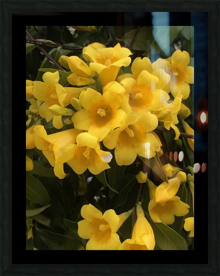 Yellow Jasmine Picture Frame Printing