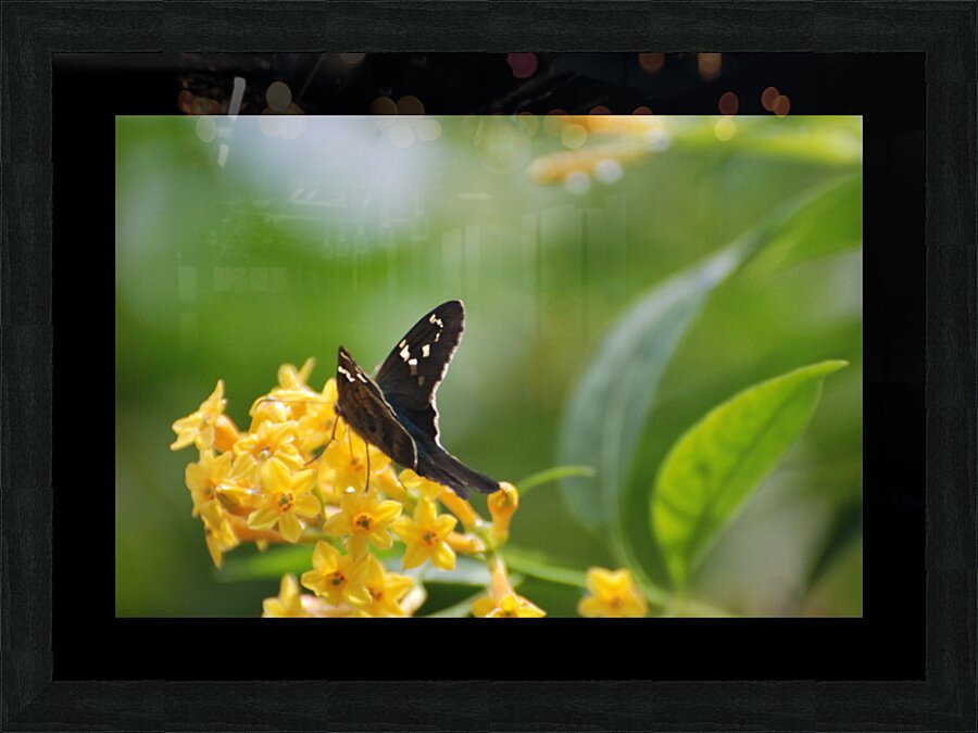 Long-Tailed Skipper Butterfly Picture Frame Printing