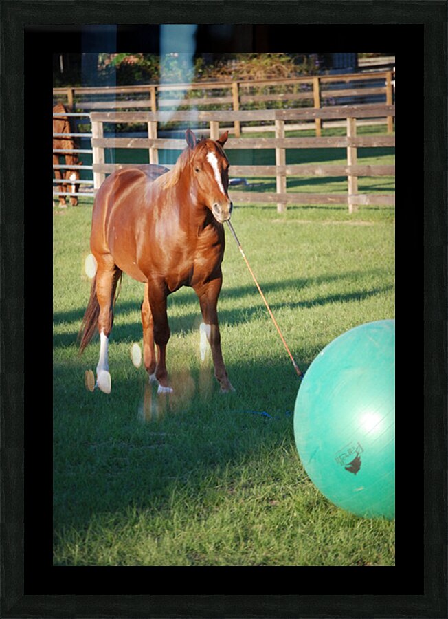 A Horse Picture Frame Printing