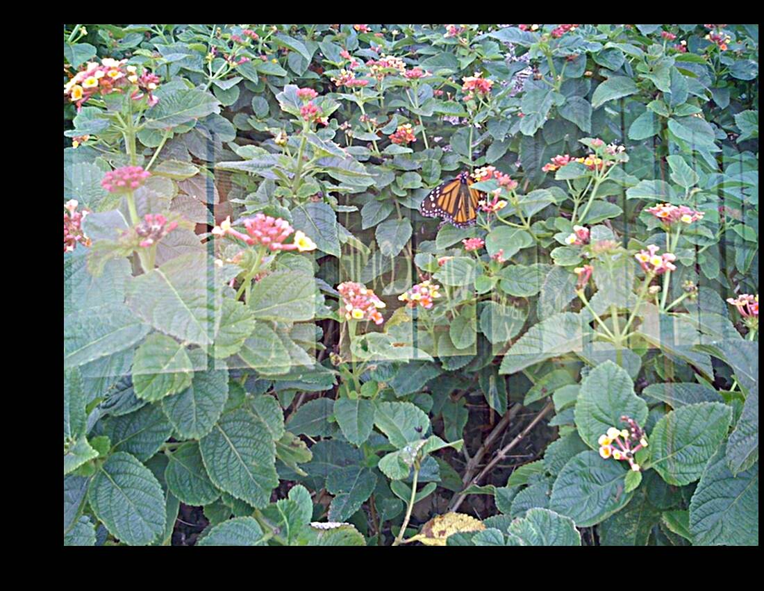 Monarch Butterfly III Reproduction