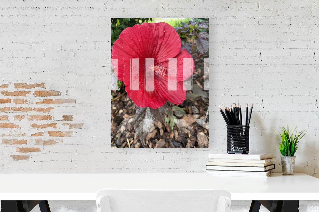 Red Hibiscus Reproduction