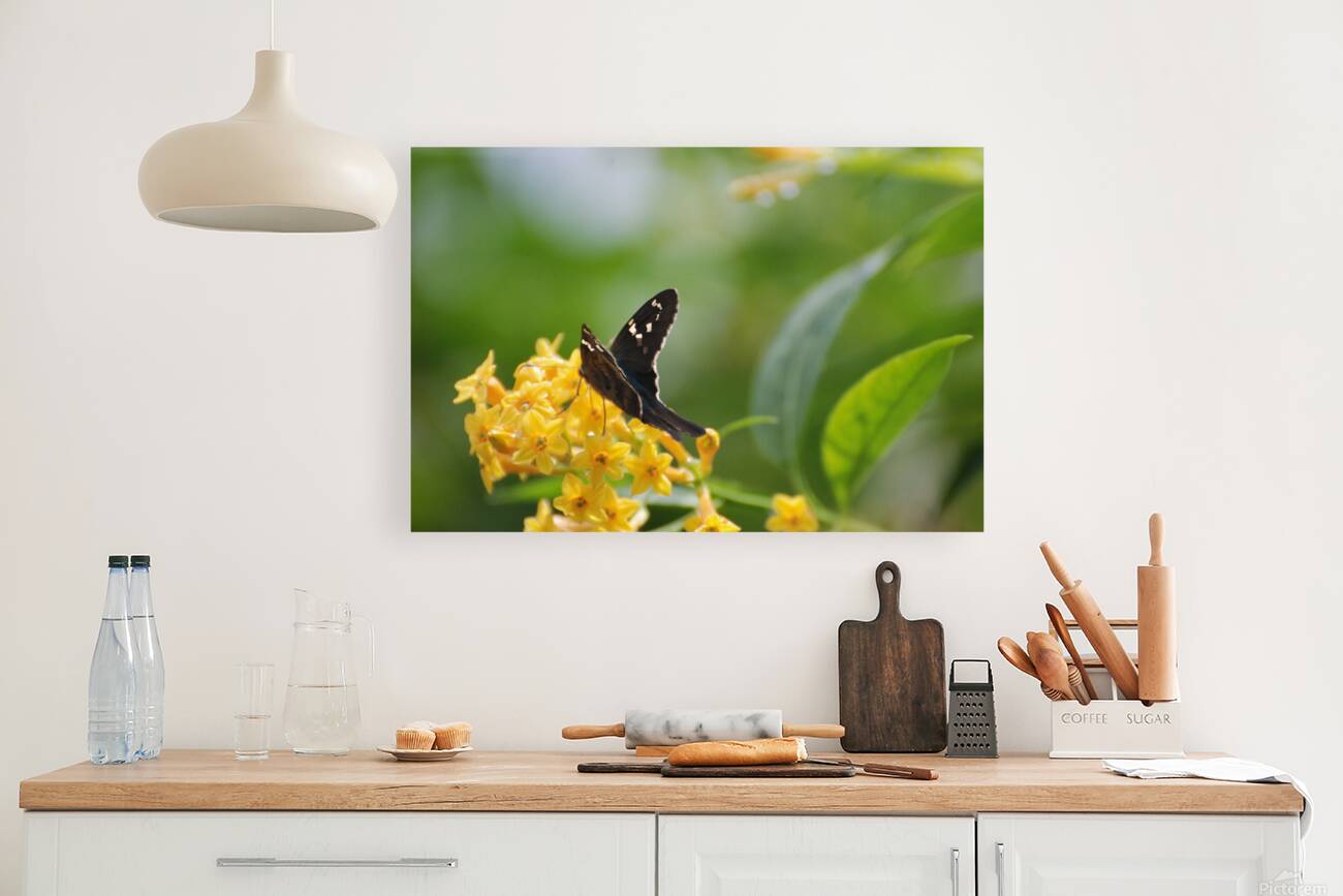 Long-Tailed Skipper Butterfly Reproduction