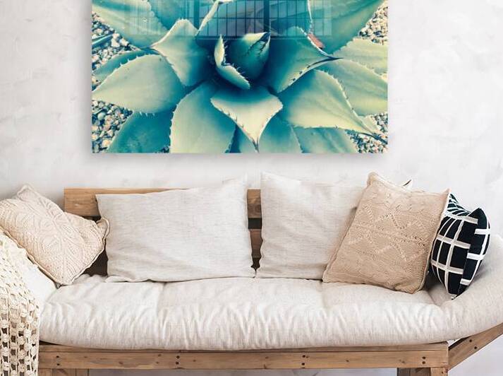 Large Aloe Plant by WRR