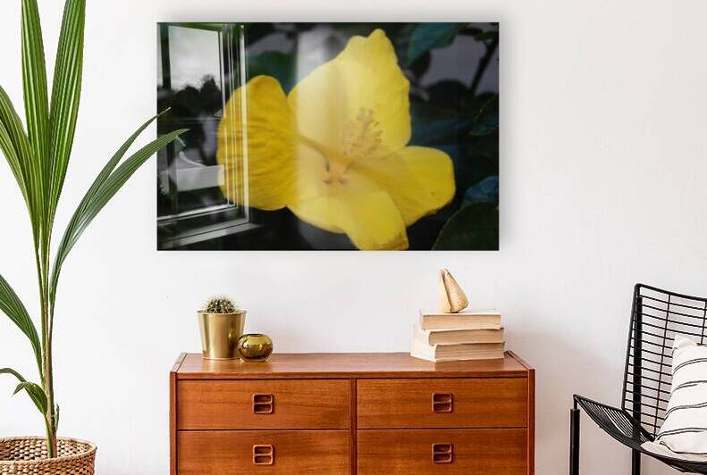 Yellow Hibiscus  by WRR