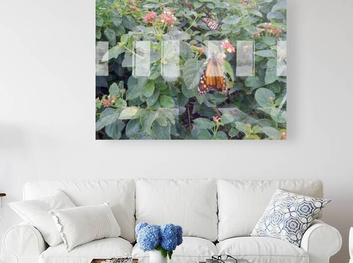 Monarch Butterfly I by WRR