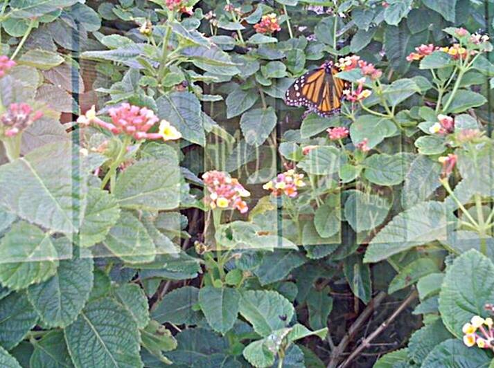 Monarch Butterfly III by WRR