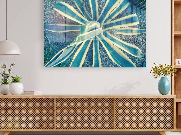 Large Aloe Cactus by WRR