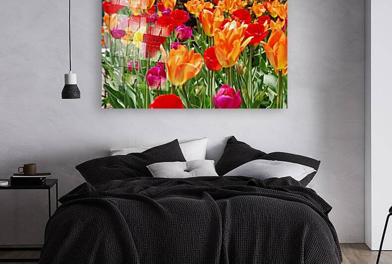 Tulips by WRR