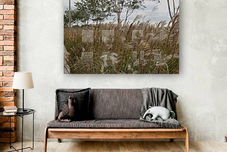 Silver Grass by WRR