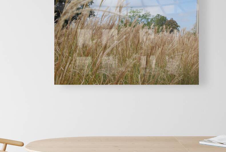 Silver Grass by WRR