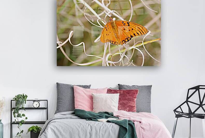 Gulf Fritillary  by WRR