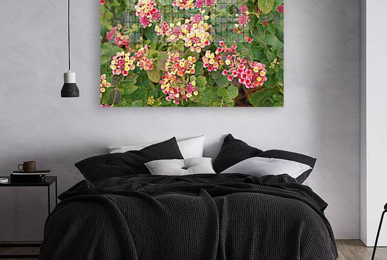 Lantanas  by WRR