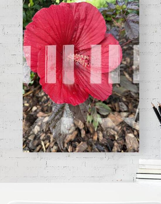 Red Hibiscus by WRR