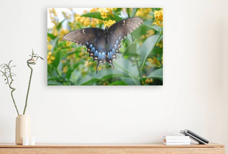 Black Swallowtail Butterfly I by WRR