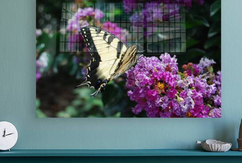 Eastern Tiger Swallowtail Butterfly  by WRR