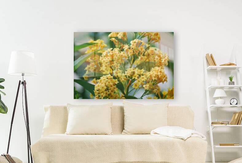 Orange Zest Cestrum by WRR