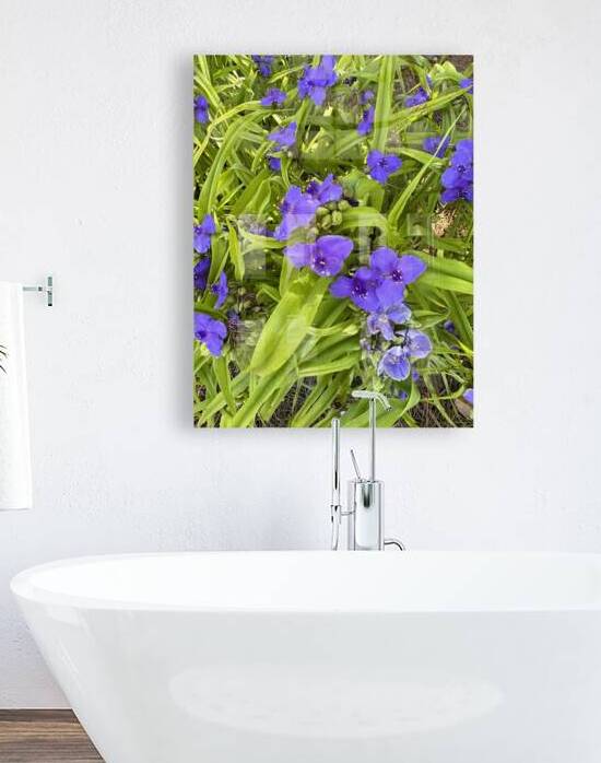 Spiderwort Tradescantia by WRR