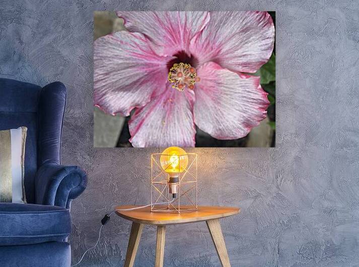 Hibiscus by WRR