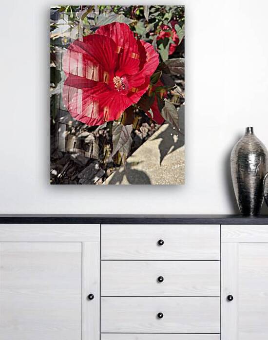 Hibiscus Acetosella by WRR