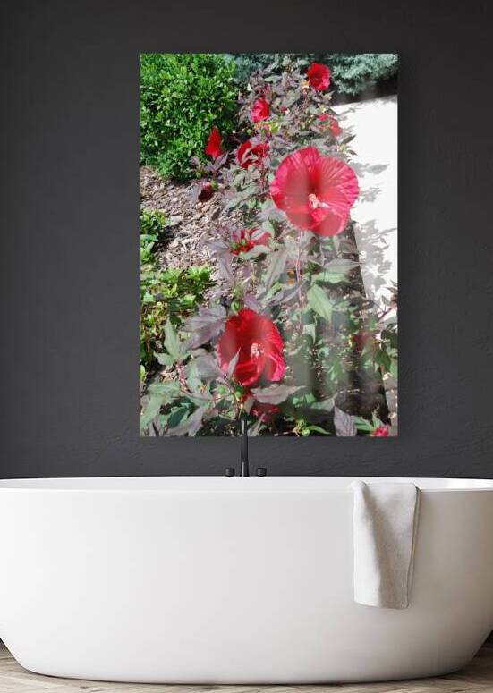 Hibiscus Acetosella by WRR