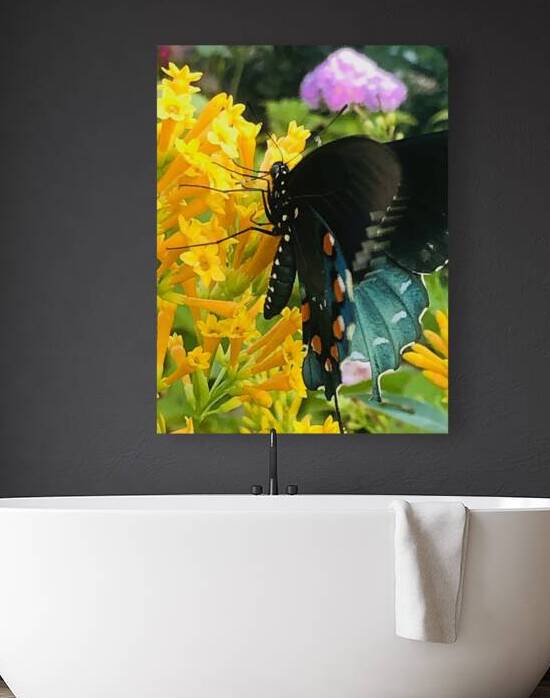 A Black Swallow Tail Butterfly Enjoing a Cestrum by WRR