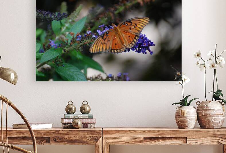 Gulf Fritillary Butterfly by WRR