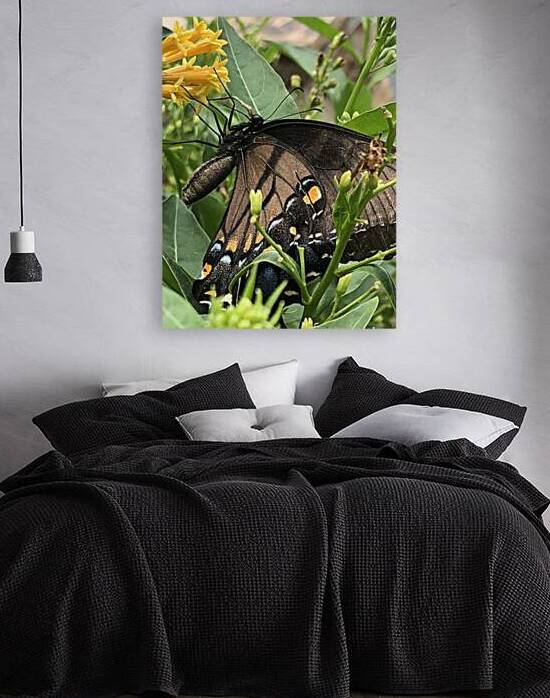 Black Swallow Tail Butterfly by WRR