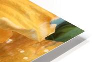 Golden Yellow Hibiscus HD Metal print