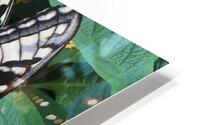 Eastern. Tiger Swallowtail  HD Metal print