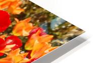 Tulips HD Metal print