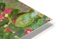 Lantanas  HD Metal print